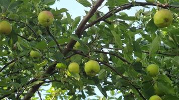 pommier aux feuilles vertes et à la maturation de nombreuses pommes dans le jardin, vue de dessus. video