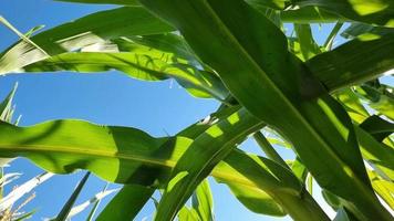 Green corn leaves in the field close-up sway in the wind, view from below. video