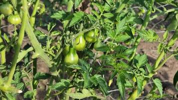 Small unripe drop-shaped green tomatoes on a bush in the garden. Agriculture. video