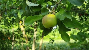 manzana verde inmadura con rayas rojas en una rama de árbol en el jardín. video