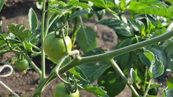 Unripe tomato close-up on a green bush in a greenhouse video