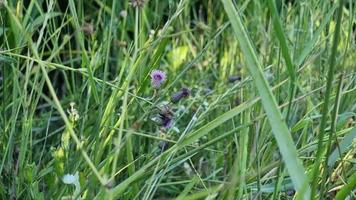 plantas medicinais de campo. cardo de porca floresceu. planta perene da família asteraceae em um campo de verão. video