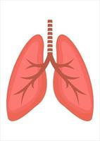 vector illustration of lungs. human body parts. respirator