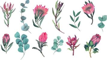 Vector watercolor set of magenta protea flowers and eucalyptus branches. Elements for fabric, textile, roll wallpaper, design, backgrounds, textures, digital paper