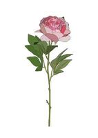 flor de peonía rosa realista aislada sobre fondo blanco. vector