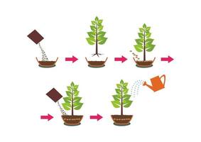 Putting and growing plants instruction with pots water and seeds. Step by step instructions for planting seeds of plants vector sketch of the process of planting. Tree growing stages.