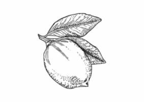 Hand drawn fresh lemon vector. Sketch illustration. vector