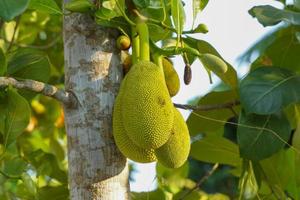 Jackfruit is a perennial plant. The trunk and branches when wounded have thick white latex. The fruit is a large sum, unripe fruit, green rind, blunt thorns. photo