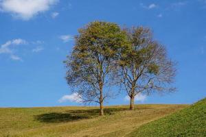 2 trees on top of a high mountain, sky view with scattered white clouds. Soft and selective focus. photo