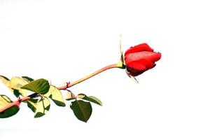 isolated red roses on white background. which is a symbol of true love. Soft and selective focus. photo