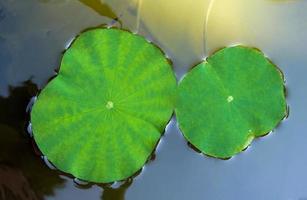 la hoja de loto flota en la superficie del agua de la cuenca del loto. foto