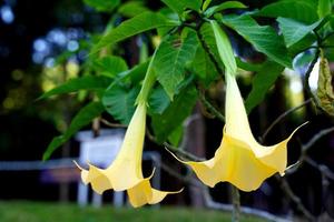 Salmon Angel's Trumpet has trumpet-shaped or trumpet-shaped flowers, Yellowish white, flowers bloom upside down, petals curled up and emit a soft fragrance. photo