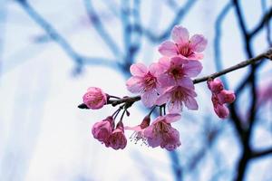 Wild Himalayan Cherry Blossom, Sour cherry or Sakura in Thailand. There are many shades in one flower. Light pink, dark pink, red pink, red on the evening sky background. photo