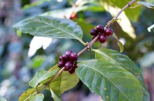 The coffee tree is a tropical shrub. It has dark green oval leaves. When the tree is fully grown, the fruit of the coffee tree, known as coffee cherry, is round and red. photo