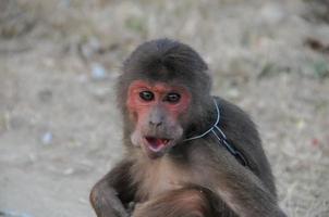 pequeño mono encadenado foto