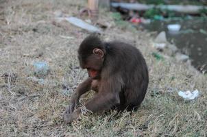 Chained little monkey photo