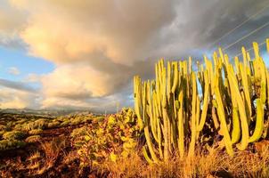 Desert view with cactus photo