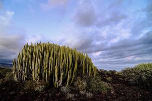 Desert view with cactus photo