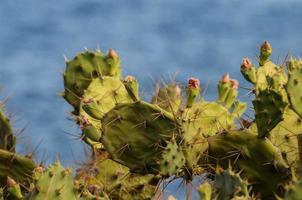 vista del desierto con cactus foto