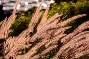 Wheat close-up view photo