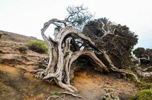 Dead tree on a cliff photo