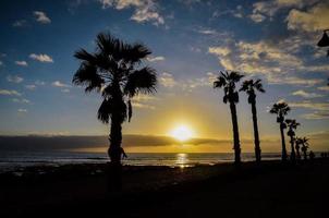 View with palm trees photo