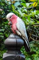Colorful parrot bird close-up photo