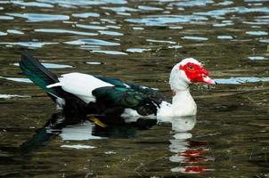 pato salvaje en el agua foto