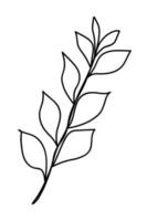 Doodle of spring twig isolated on white background. Hand drawn vector illustration of tree branch with leaves. Good for coloring book or botanical design.