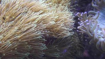 Sea anemones showing the texture and tentacles video