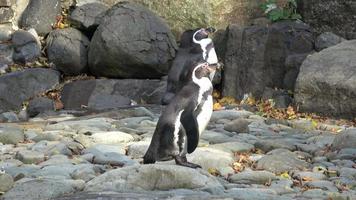 Humboldt penguin Spheniscus humboldti standing on rocks video