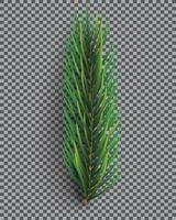 Fir Branch. Christmas Tree. Pine Sprig on Transparent Grid Background. vector