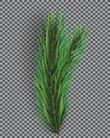 rama de abeto árbol de Navidad. ramita de pino sobre fondo de rejilla transparente. vector