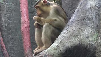 mono sentado en la rama de un árbol video