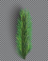 Fir Branch. Christmas Tree. Pine Sprig on Transparent Grid Background. vector