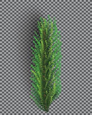 Fir Branch. Christmas Tree. Pine Sprig on Transparent Grid Background.