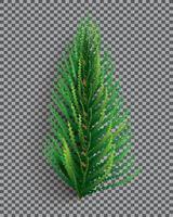 rama de abeto árbol de Navidad. ramita de pino sobre fondo de rejilla transparente. vector
