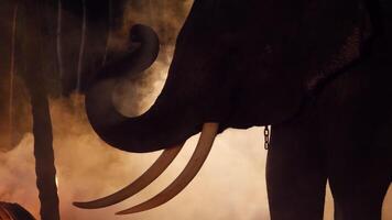 Handheld-Gegenlichtaufnahme, Nachtszene, männlicher Elefant mit schönem Stoßzahn und Rüssel breitete sich mit weißem Nebel aus video