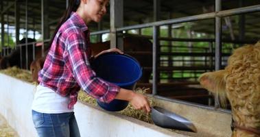 mujer asiática bonita ganadera agrícola que usa camisa a cuadros y jeans trabaja en la granja, alimenta pellets para una mejor calidad de carne de res en las instalaciones de producción de carne de res video