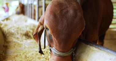 close-up de uma vaca durante vacas alimentando feno no estábulo na fazenda, alimentação de nutrição orgânica para a melhor qualidade da carne bovina da instalação de produção de carne bovina video