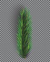 Fir Branch. Christmas Tree. Pine Sprig on Transparent Grid Background. vector