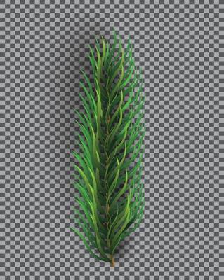 Fir Branch. Christmas Tree. Pine Sprig on Transparent Grid Background.