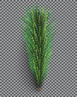 Fir Branch. Christmas Tree. Pine Sprig on Transparent Grid Background. vector