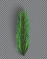 Fir Branch. Christmas Tree. Pine Sprig on Transparent Grid Background. vector