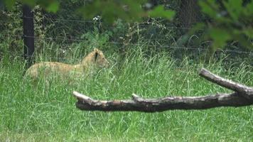 Two small lion cubs playing in the grass video