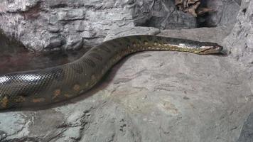 groen anaconda eunecteert murinus. portret anaconda. video