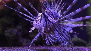 Pterois volitans ist ein Fisch aus der Familie der Skorpione. giftig video