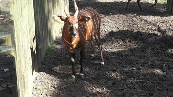 bongo antilope boocercus euriceronte isaaci video