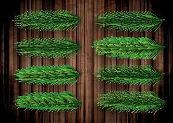 Fir Branches Set. Christmas Tree. Pine Sprigs on Wooden Background.