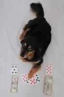 Cute dog gambling photo